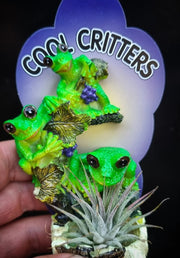 Fridge Magnet Air Plant Tree Frogs